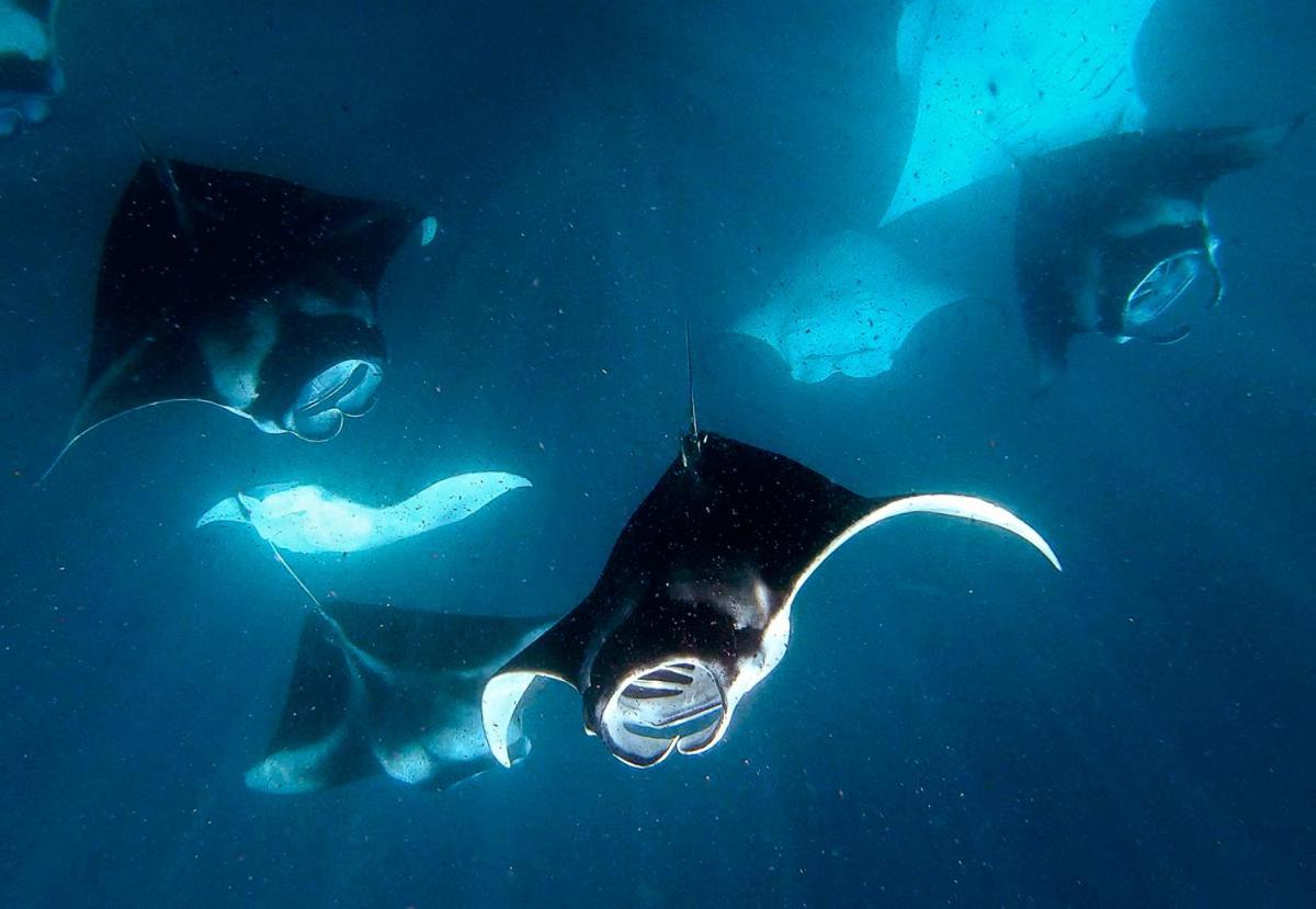 Manta Reserve Maalhos  Eksteriør bilde